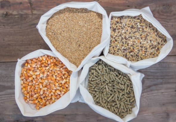 Antimicrobial Peptides (AMPs) as Functional Feeds for Aquaculture and Animal Husbandry Applications