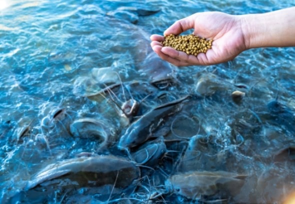 Peptides in Aquatic Animal Health